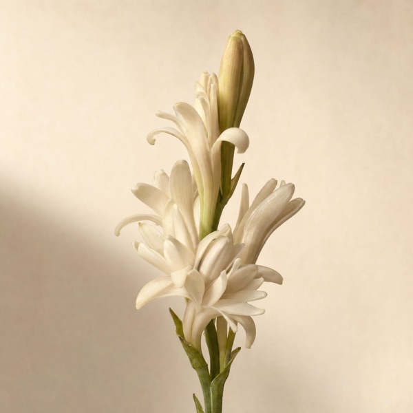 tuberosa